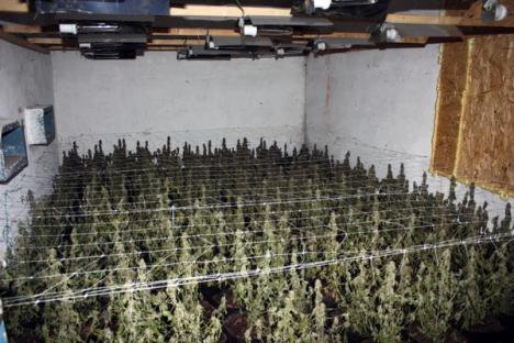 Belgianul care a iniţiat şi finanţat înfiinţarea fabricii de cannabis de la Batăr, trimis în judecată 